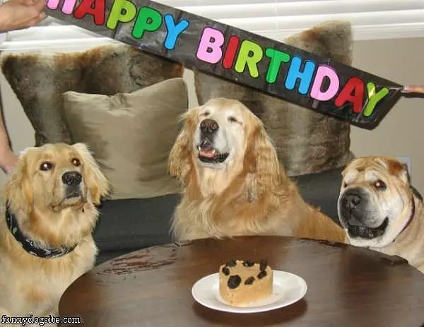 Cute Dogs Birthday