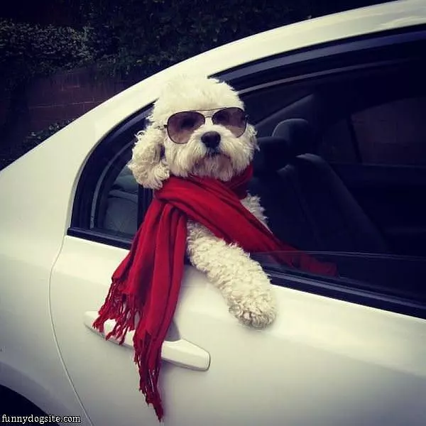Cool Hipster Dog