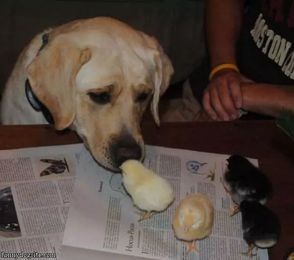 Can I Eat Them