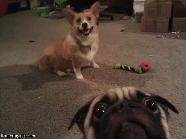 The Pug Photo Bomb