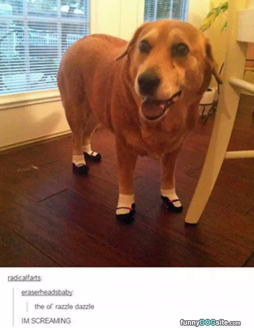 I Has Shoes