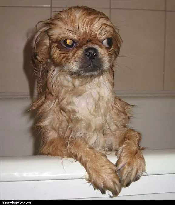 Mad Wet Dog