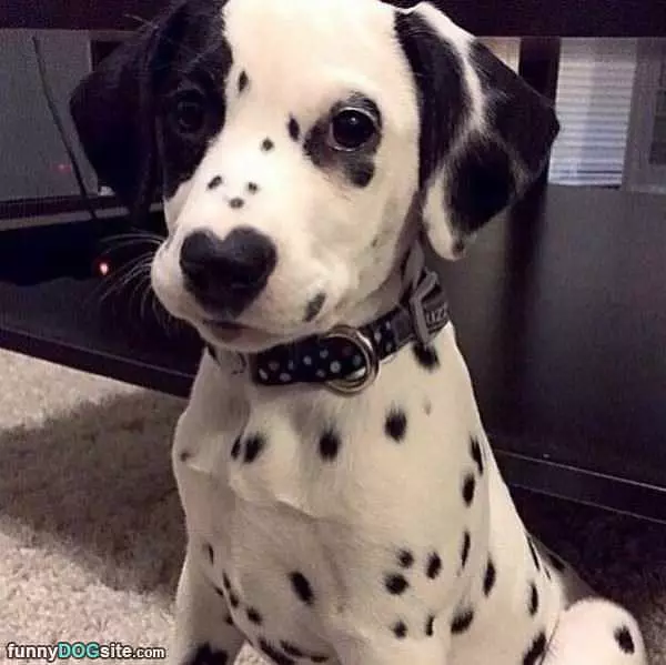 They Call Me Spot