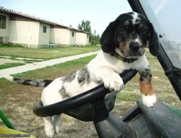 Asleep At The Wheel