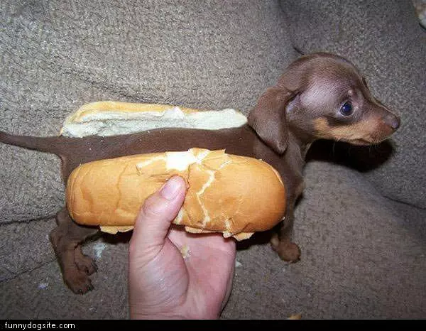 Hotdog