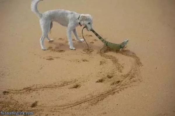Get Back Here