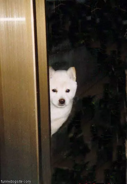 Peekaboo