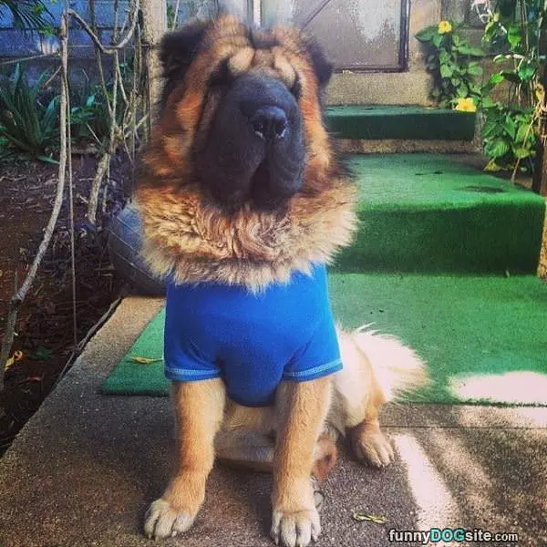 I Am Super Fluffy