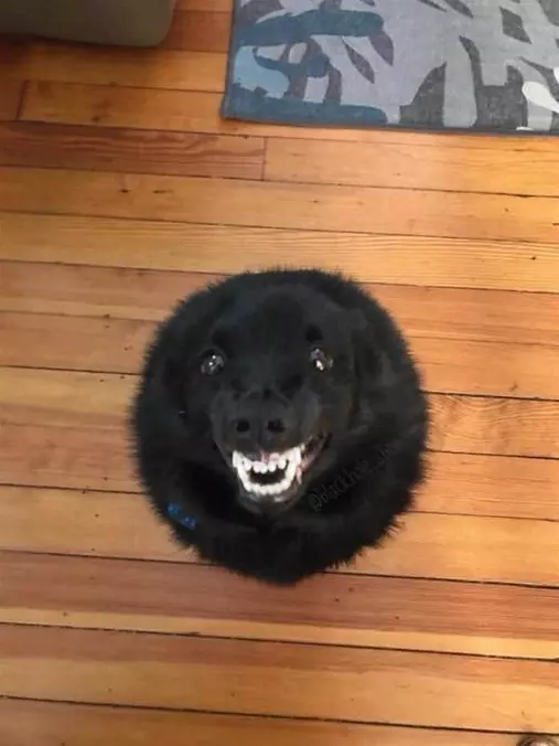 Round Fun Dog