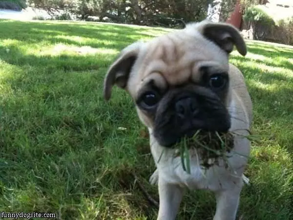 This Grass Is Delicious