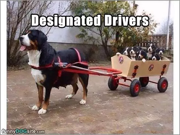 Designated Driver