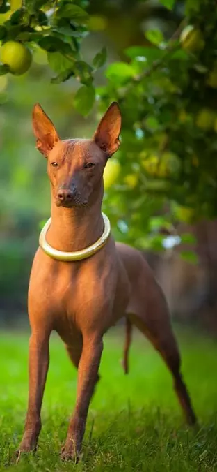Xoloitzcuintli in the yard ...