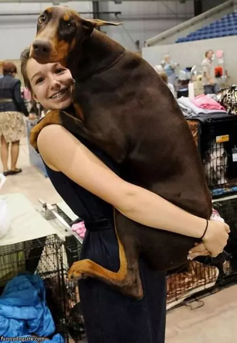 Lap Dog