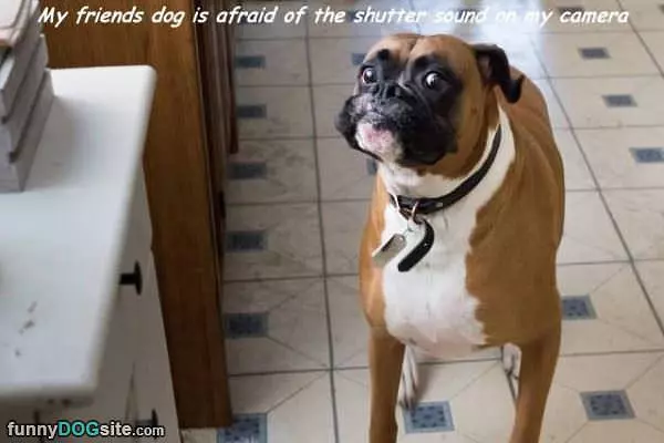 Afraid Of The Shutter Sound