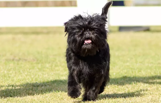 Affenpinscher