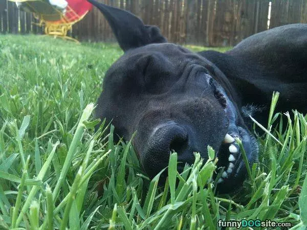 Oh Grass You So Funny