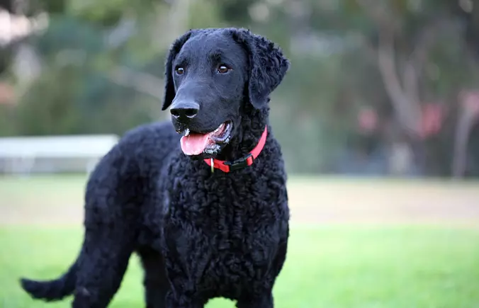 black Curly-Coated Retriever