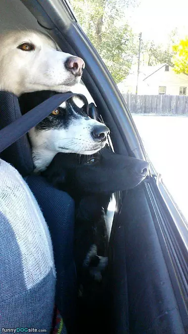 Woof Woof Woof