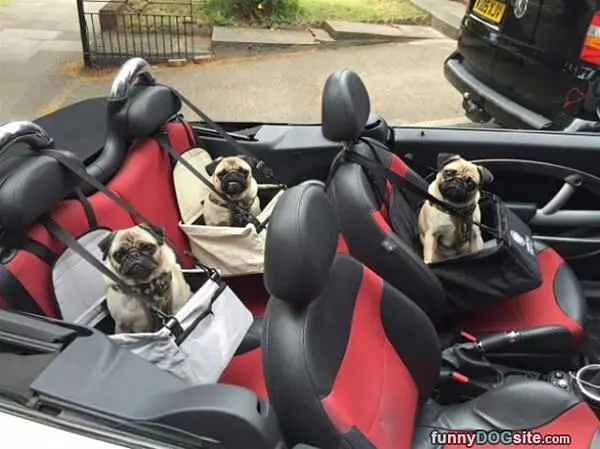 The Pugmobile