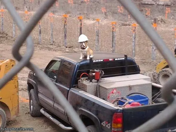 Construction Dog
