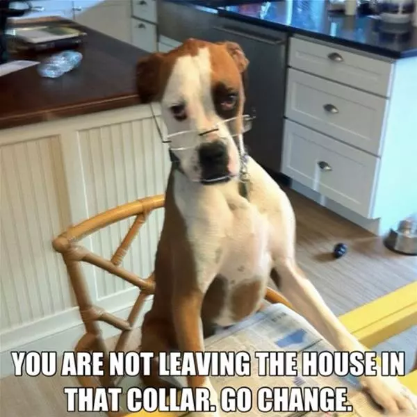 Not-in-that-collar