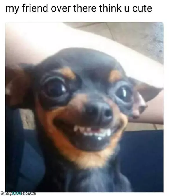 My Friend Thinks You Are Cute