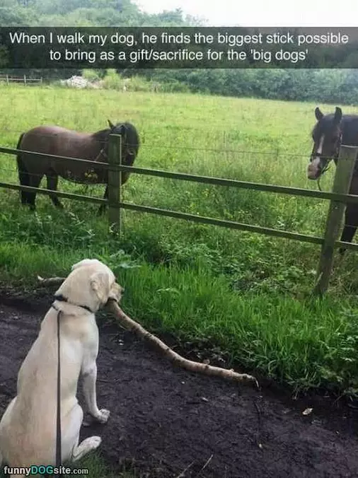 Biggest Stick Possible