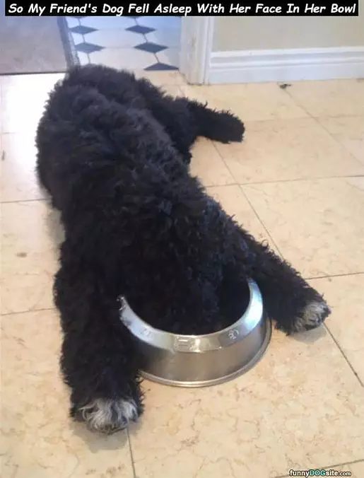 Asleep In My Bowl