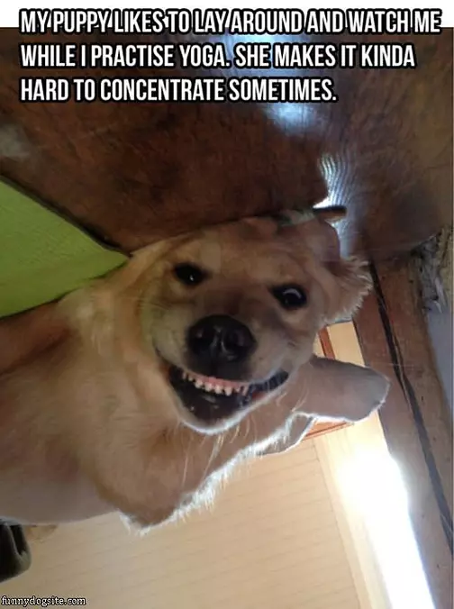 Yoga Dog