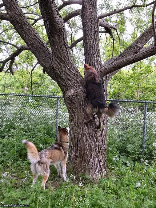 Tree Climber