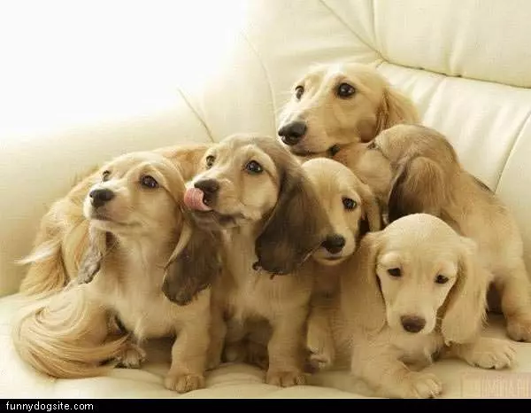 Pack Of Pups