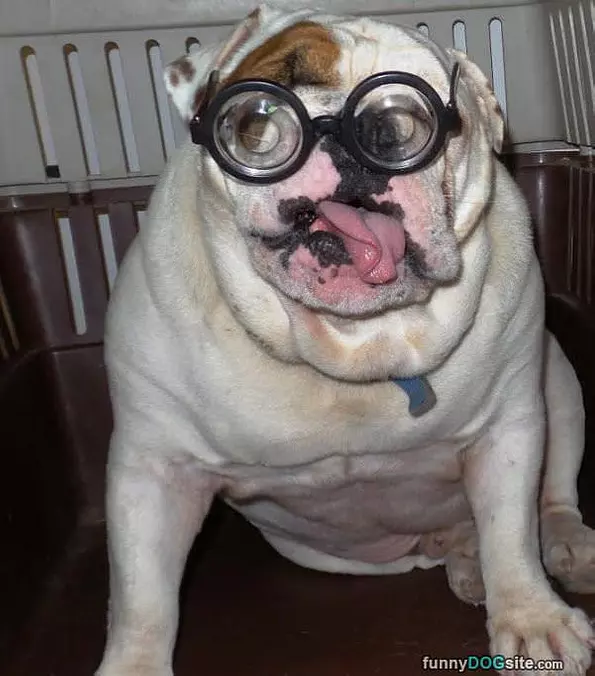 Fun Glasses
