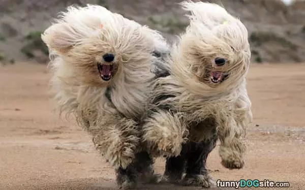 Attacking The Wind