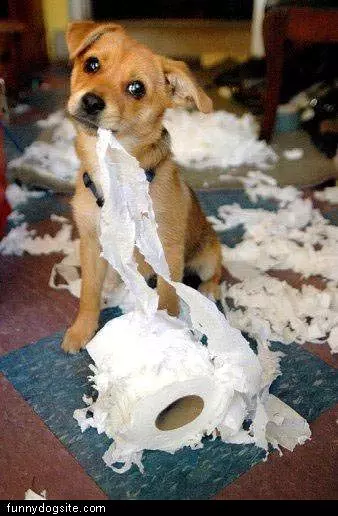 Puppy Making A Mess