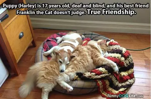 True Friendship