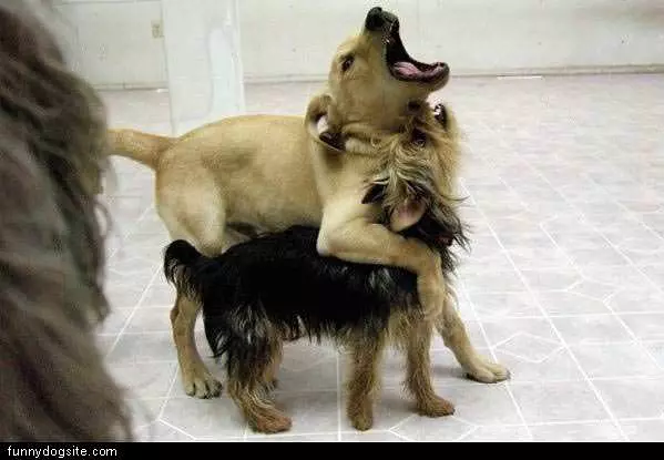 Two Dogs Howling