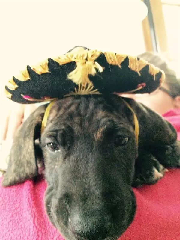 Cute Hat