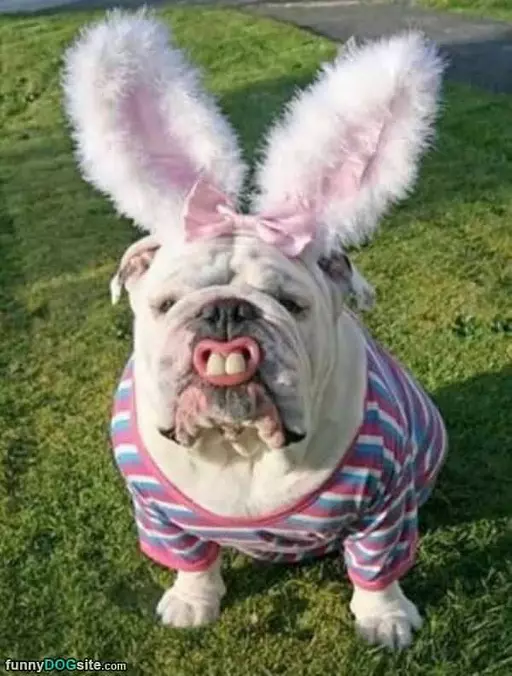 The Easter Bunny
