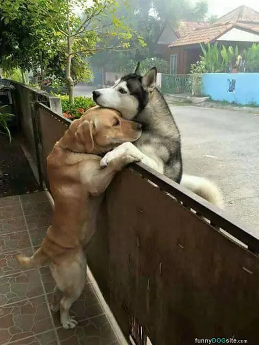 Here For A Hug