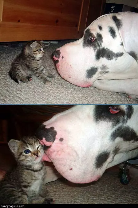 Big Dog