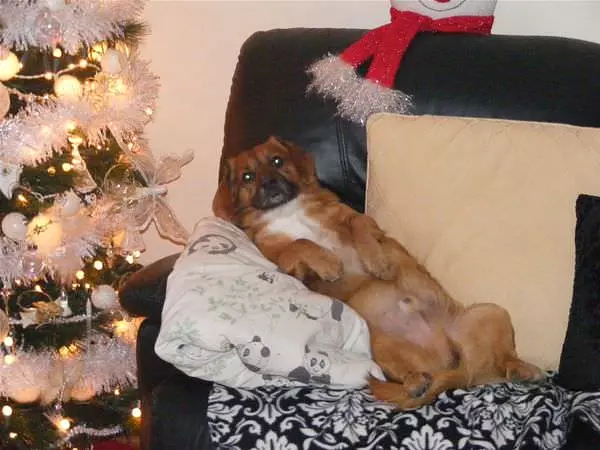 Xmas Loving Dog