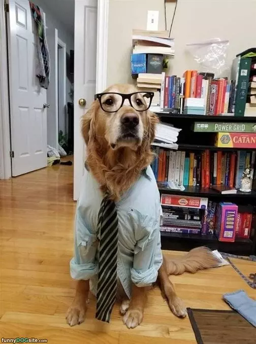 Dressed Up