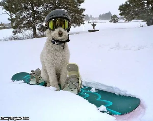 Snowboard Dog