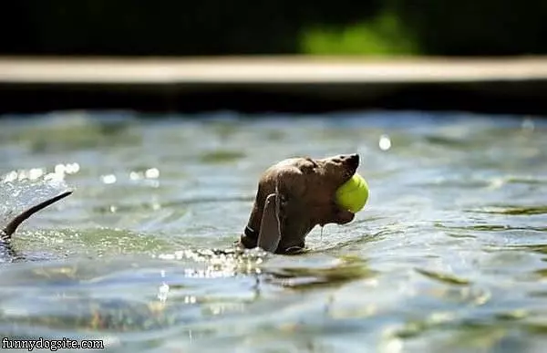Fetching The Ball