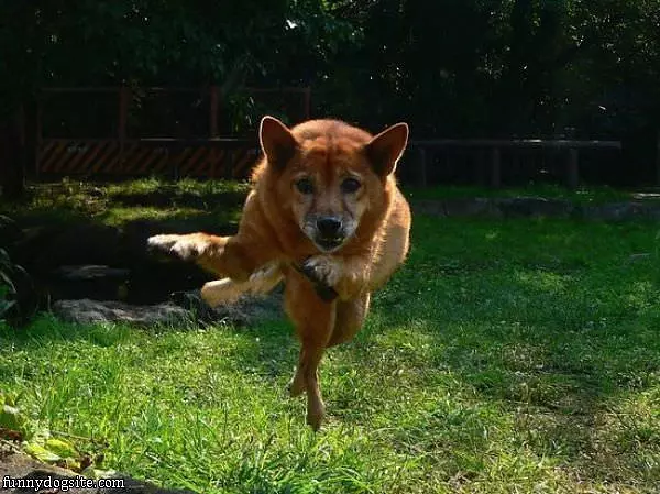 Shake Shake