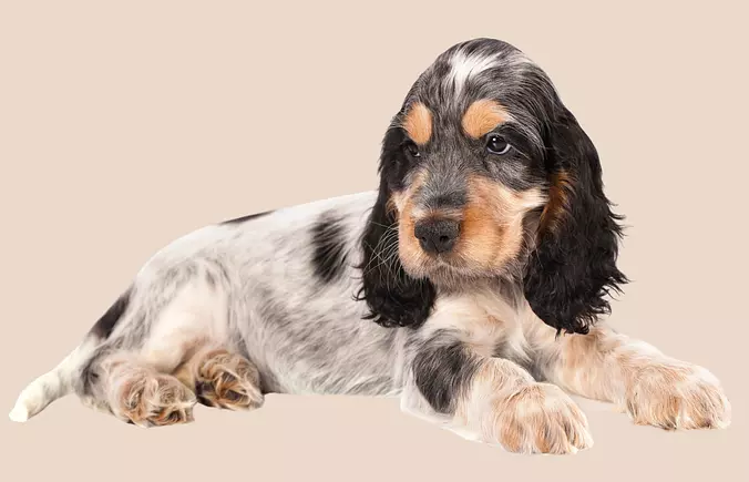 English Cocker Spaniel