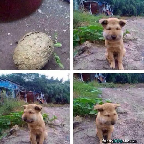 Darn Bees