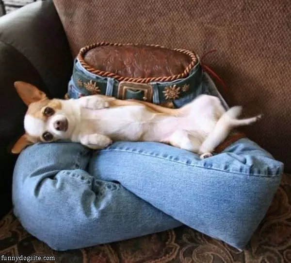 Doggie Bed