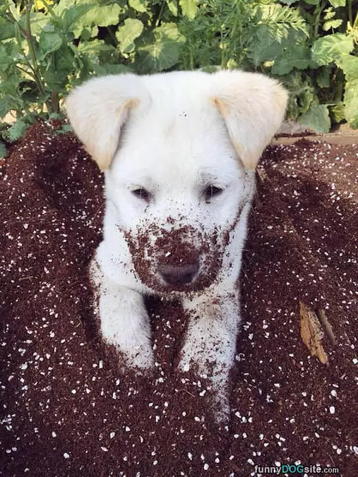 Playing In The Dirt