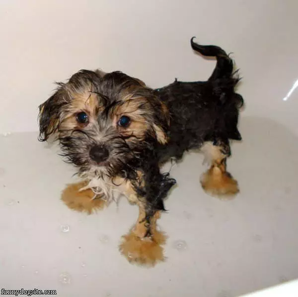 Is Bath Time Over Yet